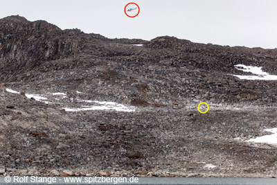 Low flight over Polar bear: Holmiabukta, July 31, 2010.