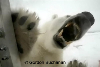 Polar bear attack on Gordon Buchanan