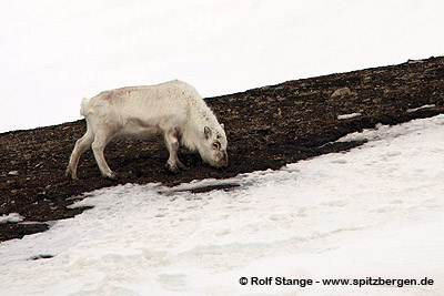 Spitzbergen-Rentier im Winter