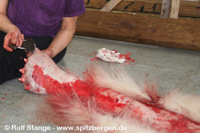 Polar bears CITES - Polar bear hunt, Scoresbysund, Greenland.