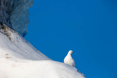 Schneehuhn.