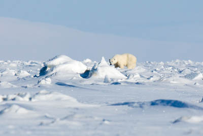 polar bear shot - polar bear on the east coast of Spitsbergen.