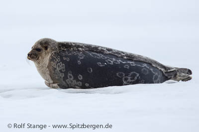 climate change Spitsbergen: Sveagruva