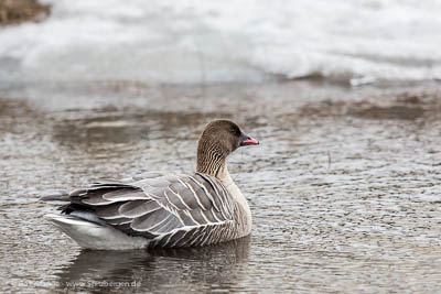 Kurzschnabelgans, Longyearbyen