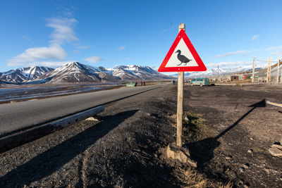 n_Eiderentenwarnschild_Longyearbyen