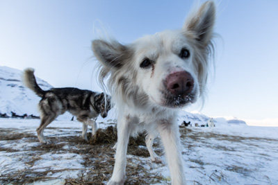 dogsledding expedition