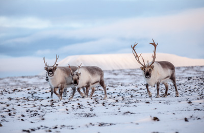 Reindeer population reached highest level