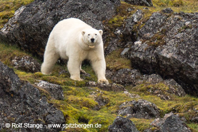 Eisbär