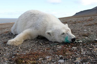 Polar bear, Meodden, Edgeøya