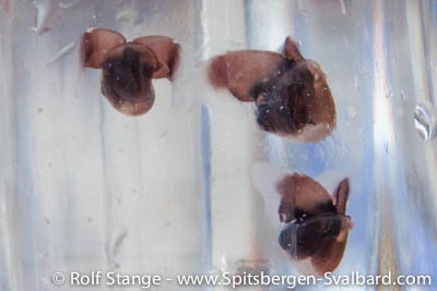 Marine snails, Krossfjord