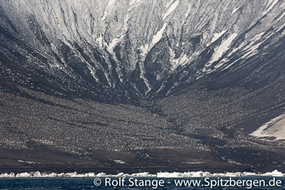 Saunders Island, Süd Sandwich Inseln