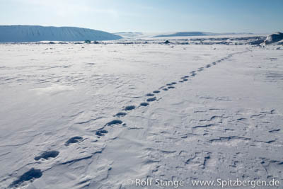 Polar bear tracks, Spitzbergen