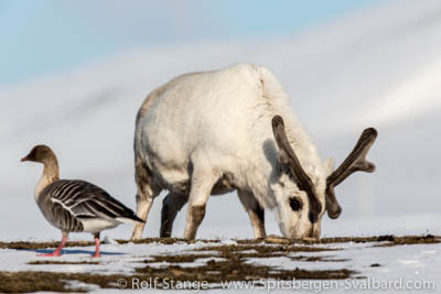 Reindeer, Spitsbergen