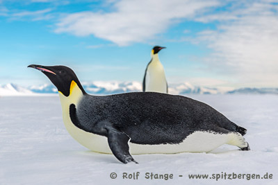 Emperor penguins, Ross Sea