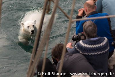 polar bear swimming near Antigua