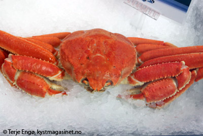 Snow Crab, Barents Sea