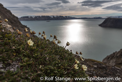 Lomfjord