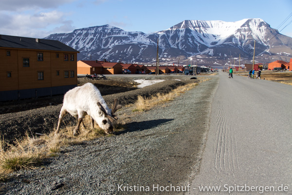 Reindeer, Longyearbyen