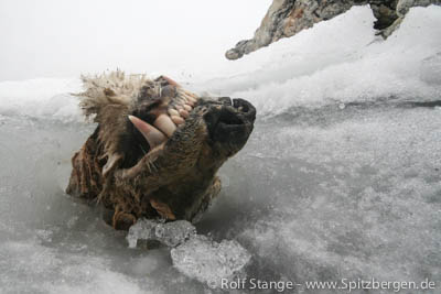 dead polar bear, Nordaustland