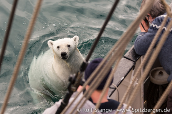 Eisbär und Antigua, Spitzbergen