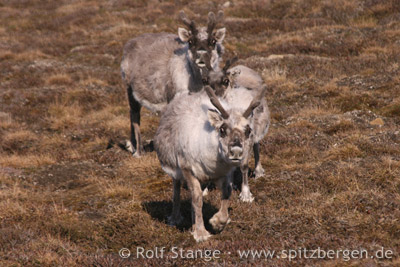 Svalbard reindeer