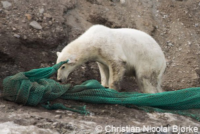 polar bear with fishing net