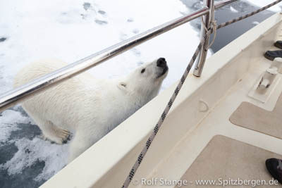 Arctica II with polar bear