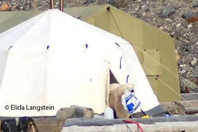 Polar bear with Svalbardbutikken bag, Billefjord