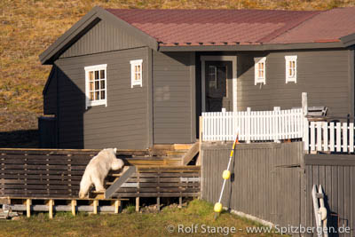 Polar bear in Hiorthhamn, near Longyearbyen