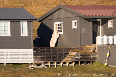 Eisbär bei Longyearben