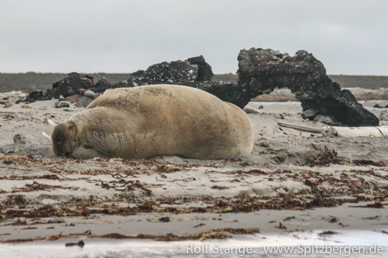 Walrus, Smeerenburg