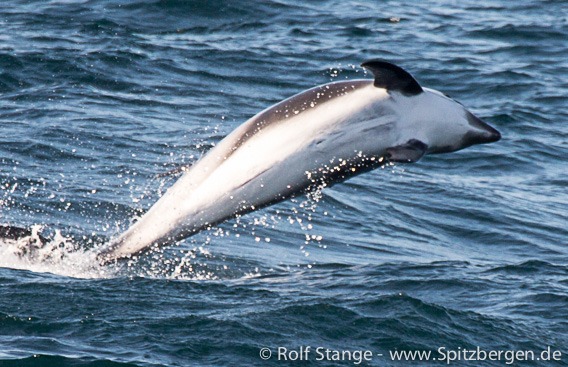 White-beaked dolphin