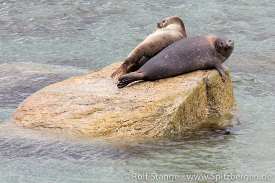 Harbour seals. Virgohamna, Danskøya