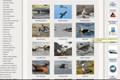 arctic wildlife pages