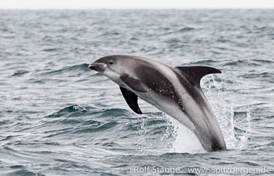 White-beaked dolphin