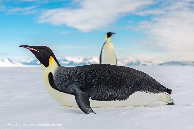 Emperor penguins, Ross Sea