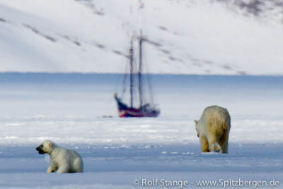 Noorderlicht as boat in the ice, Tempelfjord, with polar bears