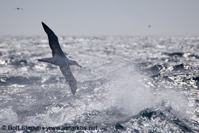 Seabirds near South Georgia