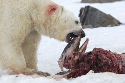 Polar bear eats dolphin