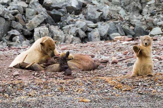 b1p_Kongsfjord_11Aug15_393