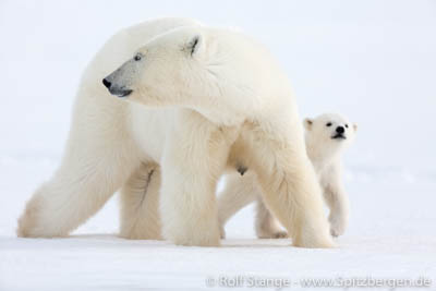 Polar bear family in Billefjord