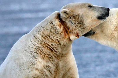 Male polar bear with collar and injuries