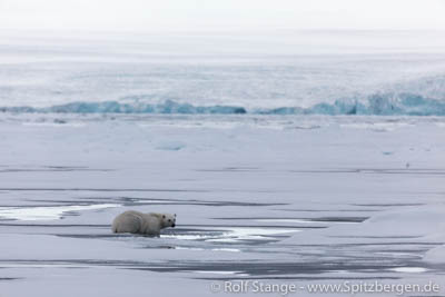 Nordost-Svalbard: Eis und Eisbär