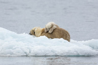 polar bear family Hornsund