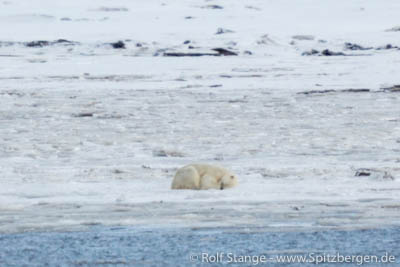 Polar bear near Longyearbyen