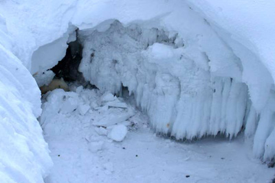 Eisbär Verlegenhuken