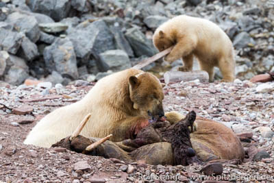 Spitzbergen: Eisbärenfamilie