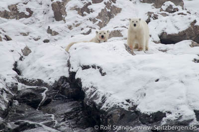 Spitsbergen: polar bear family