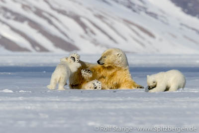 Polar bears Longyearbyen