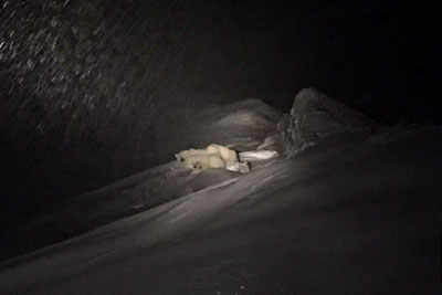 Polar bear family in Adventdalen near Longyearbyen